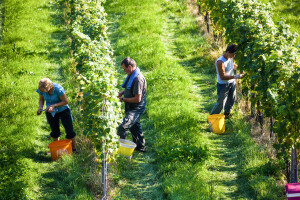Vinogradari očekuju ove godine bolji i kvalitetniji rod grožđa