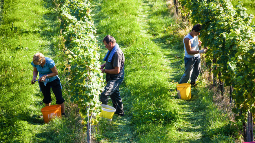 Vinogradari zadovoljni kvalitetom i rodom grožđa