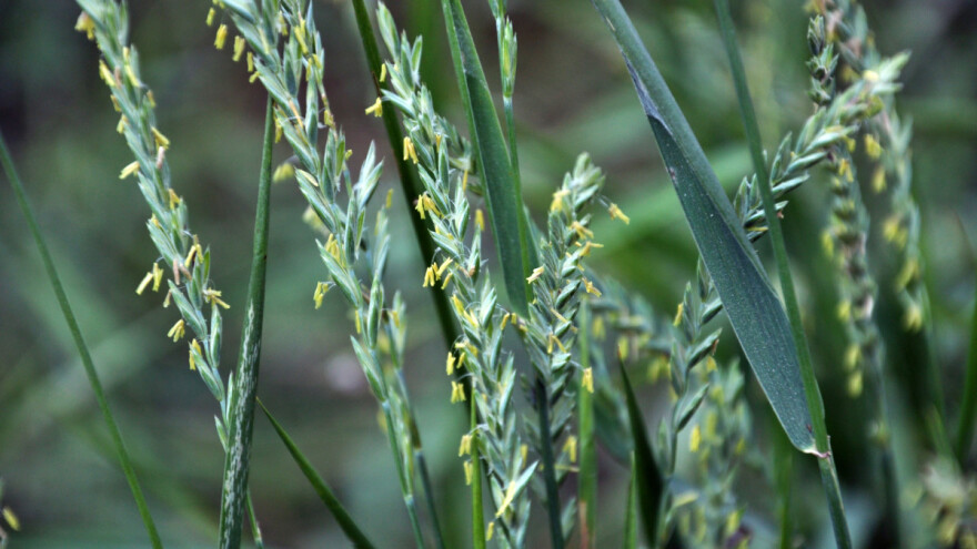 Koju vrstu ljulja sejati zavisi od više faktora