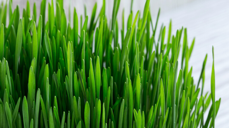 Sveta Lucija je zaštitnica ratara - kakva božićna pšenica, takva ljetina