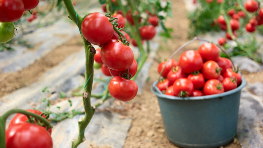 Paradajz kalemili na divlju podlogu: Otporniji je na sušu, štetočine, teške metale
