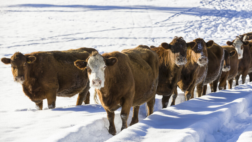 Ekstremna hladnoća: Umire im stoka, a mleko moraju da bacaju