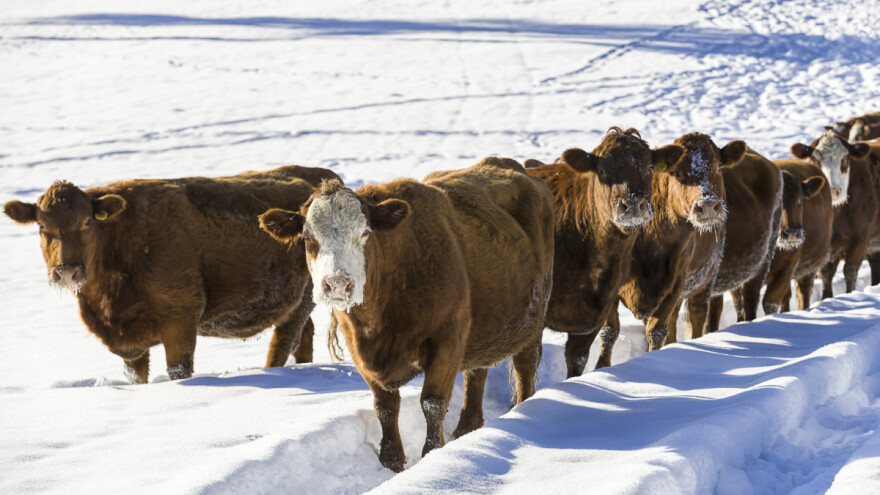 Ekstremna hladnoća: Ugiba im stoka, a mlijeko moraju bacati