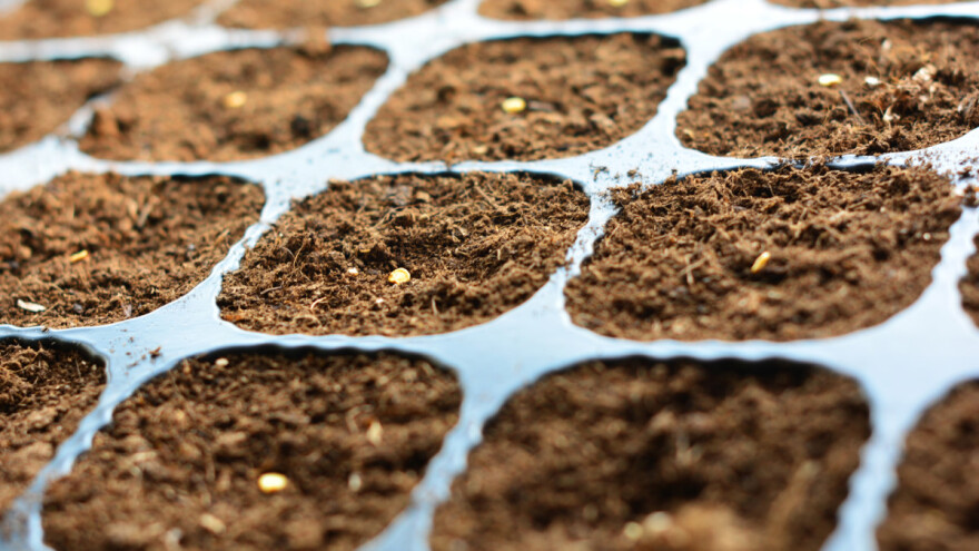 Kako aktivirati i dezinficirati sjeme paprike?