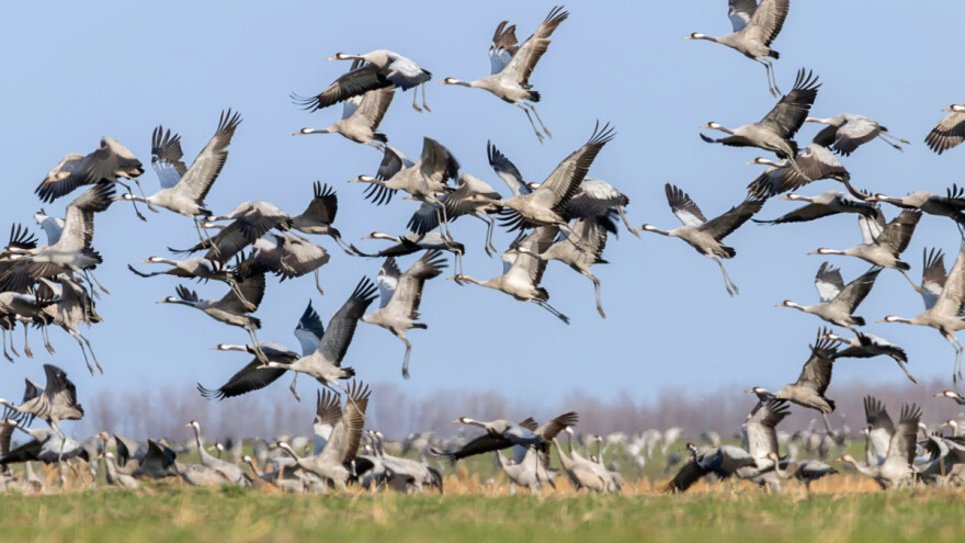 Nova, veoma zarazna varijanta ptičjeg gripa: Najugroženiji ždralovi