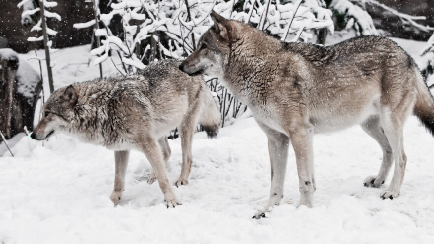 Vukovi rastrgali dvije ovce, vlasnik ih gonio do pola njive misleći da su psi
