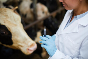 Nova mRNA vakcina protiv slinavke i šapa uspješno testirana na govedima