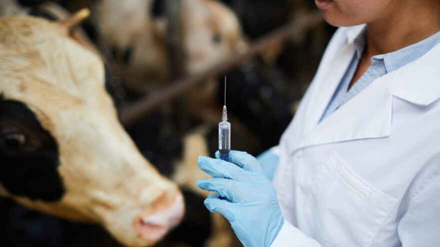 Novo mRNA cjepivo protiv slinavke i šapa uspješno testirano na govedima