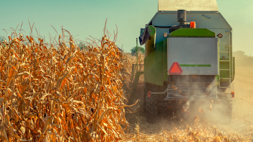 Prinosi kukuruza dobri, ratari nezadovoljni cenom