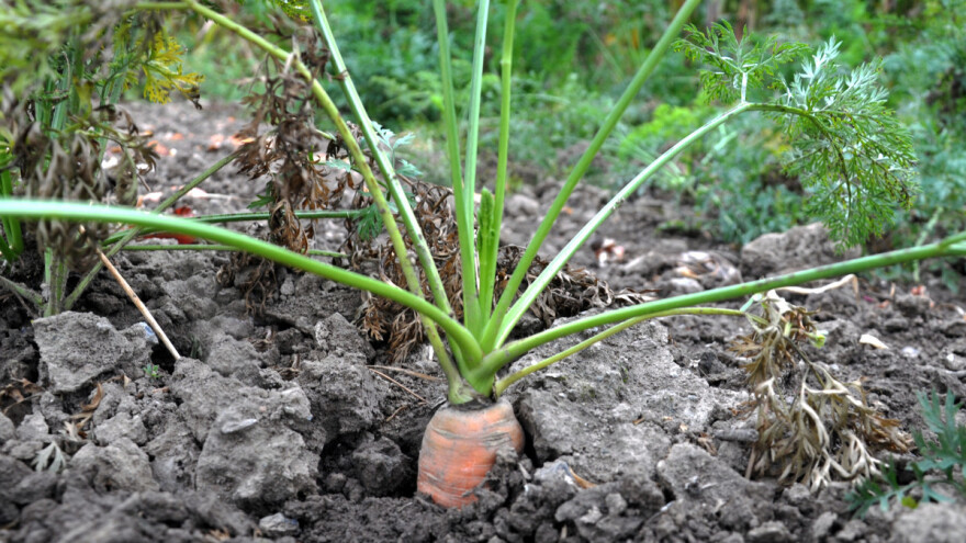 Kada je pravo vrijeme za vađenje mrkve?