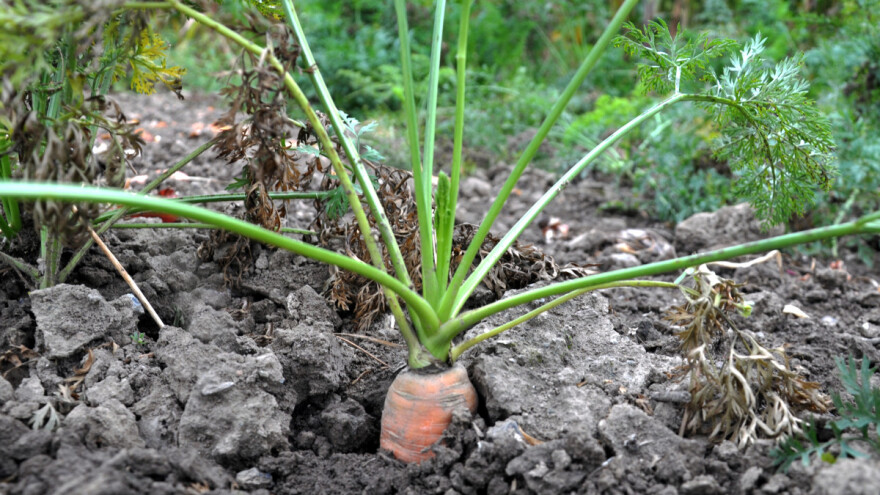 Kada je pravo vreme za vađenje šargarepe?