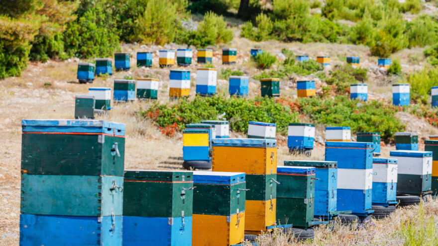 Milijuni pčela u karanteni zbog varoe