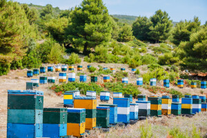 Društvo "Naše ptice" donira pet električnih ograda za zaštitu pčelinjaka