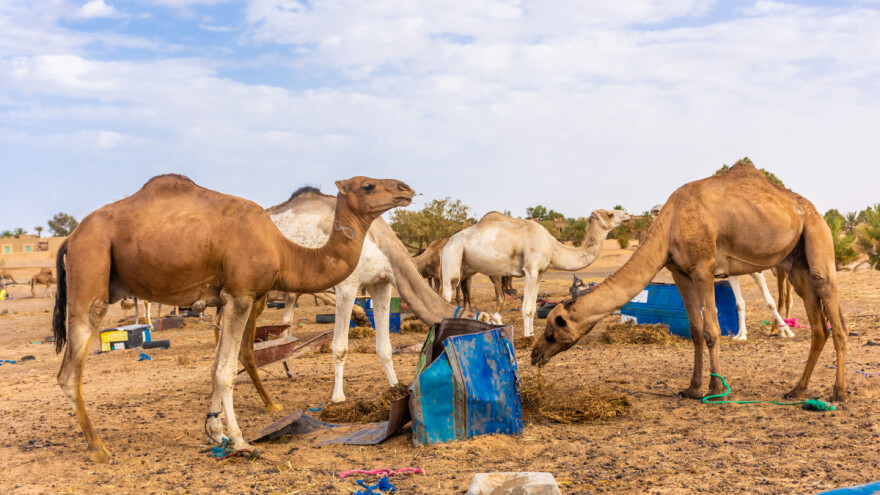 Umirovljenik pustio 80 deva, gladne životinje poharale polja i voćnjake u čak tri sela