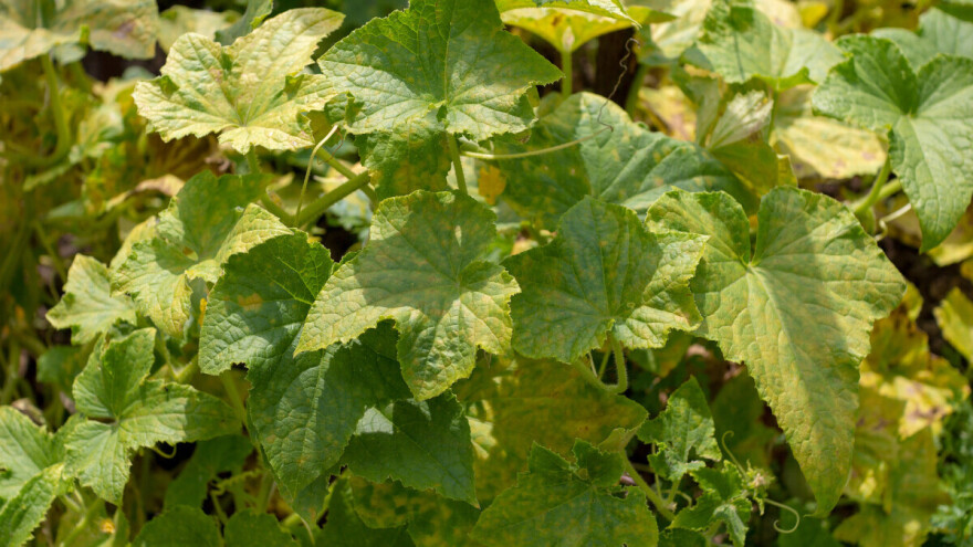 Lisne vaši prenose virus žutila koji uništava krastavce i tikvice