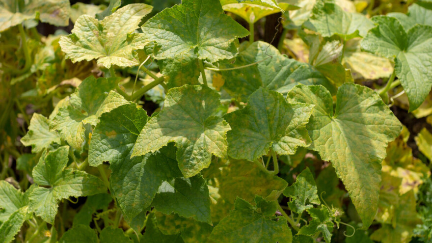 Lisne uši prenose virus žutila koji uništava krastavce i tikvice