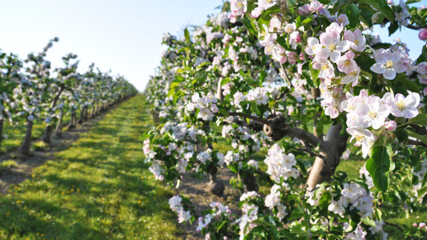 Izbor sortimenta - jedan od načina kako doskočiti klimatskim promjenama