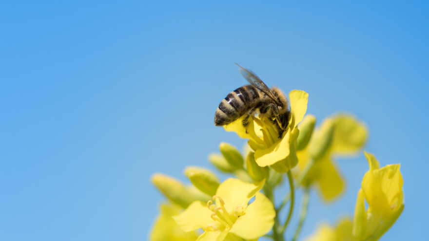 EFSA objavila najnoviji izveštaj o smrtnosti oprašivača prouzrokovanoj pesticidima