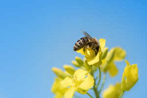 Pčele će nadoknaditi sve za što su uslijed vremenskih neprilika bile zakinute