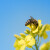 Pčele će nadoknaditi sve za što su uslijed vremenskih neprilika bile zakinute