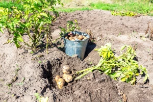 Uočite li krumpirovog moljca - vadite gomolj čim dođe do propadanja cime