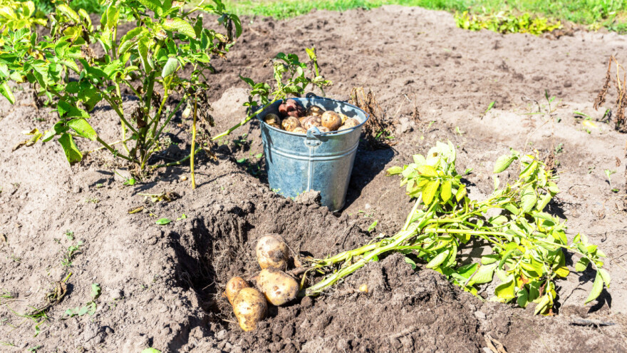 Uočen krompirov moljac: Vadite krtole čim dođe do propadanja cime