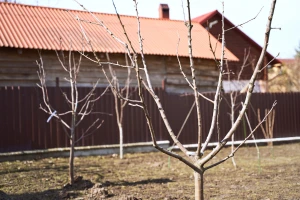 Razmak između stabala voća: Na šta sve obratiti pažnju?