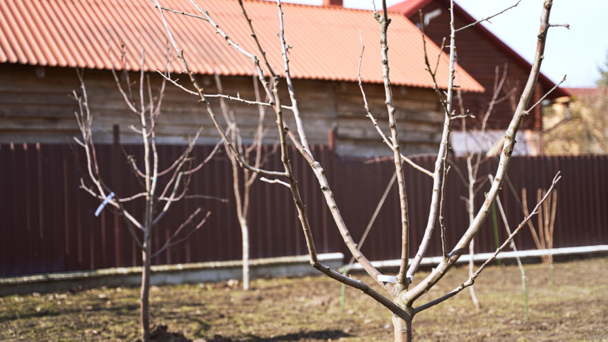 Razmak stabala voća: Na što sve obratiti pažnju?