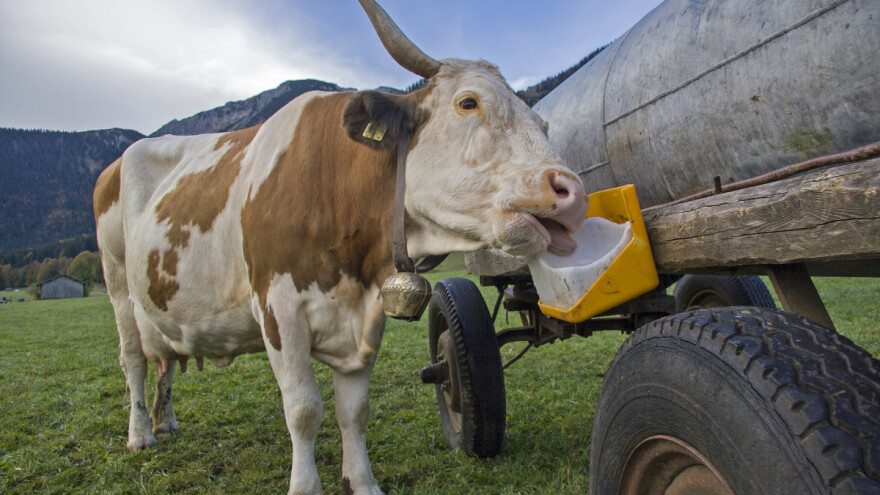 Lizanje soli po volji i pristup vodi - pravi izbor za visokomlečna grla