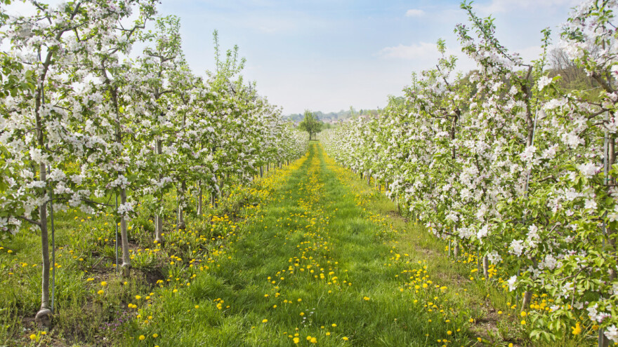 Štete na kajsiji uslijed mraza - kako će se to odraziti na urod?