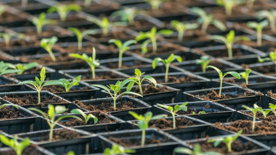 Kako posejati paradajz za rasad?
