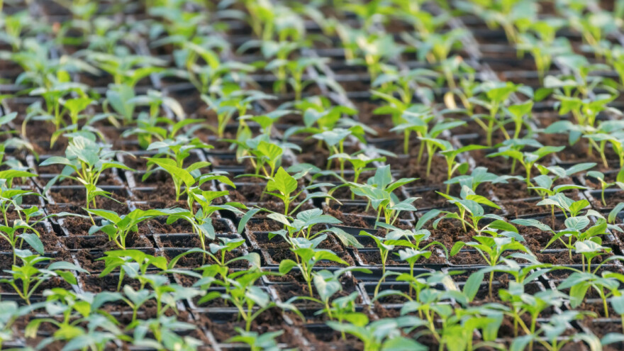 Kako da prepoznamo koja hranljiva materija nedostaje rasadu povrća?