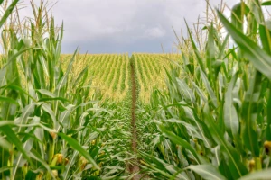 Kina odobrava uzgoj GMO kukuruza?