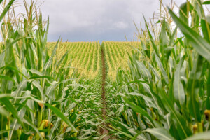 Kina odobrava uzgoj GMO kukuruza?