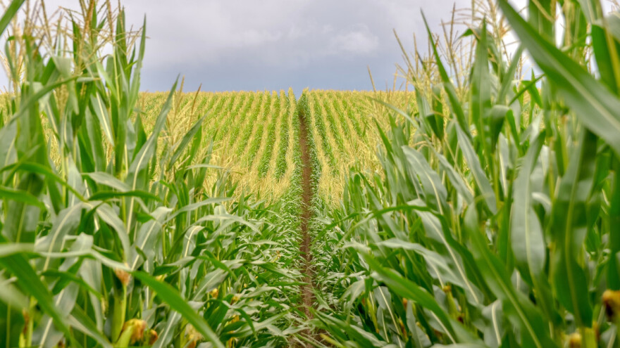 Kina odobrava uzgoj GMO kukuruza?