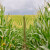 Kina odobrava uzgajanje GMO kukuruza?