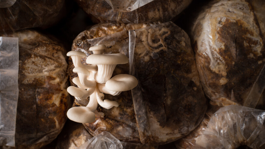 Kako gajiti gljive na talogu od kafe?