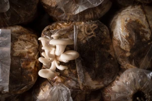 Kako uzgojiti gljive na talogu od kave?