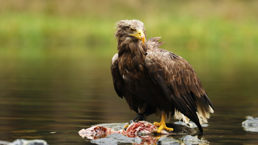 Furadan se i dalje koristi? Otrovana strogo zaštićena vrsta ptice