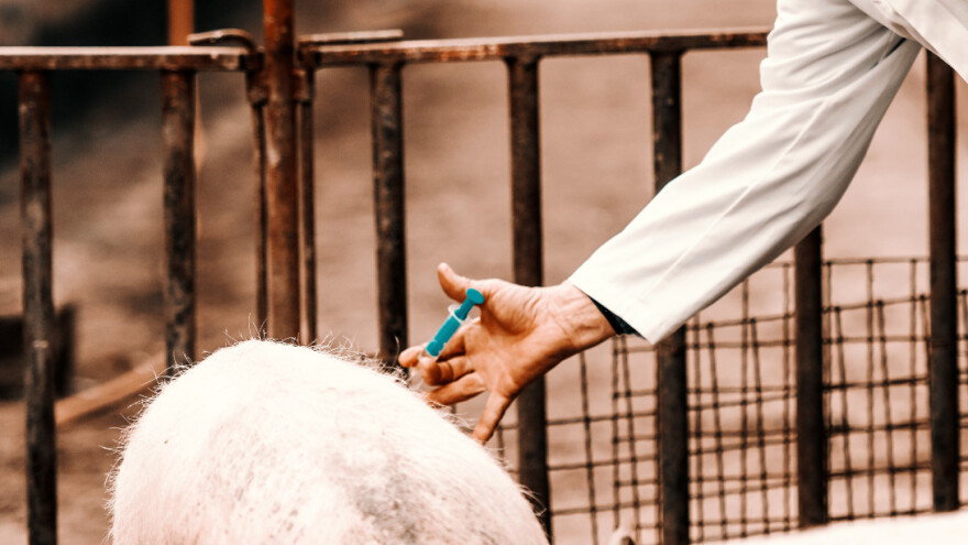 Uskoro vakcina protiv afričke svinjske kuge?