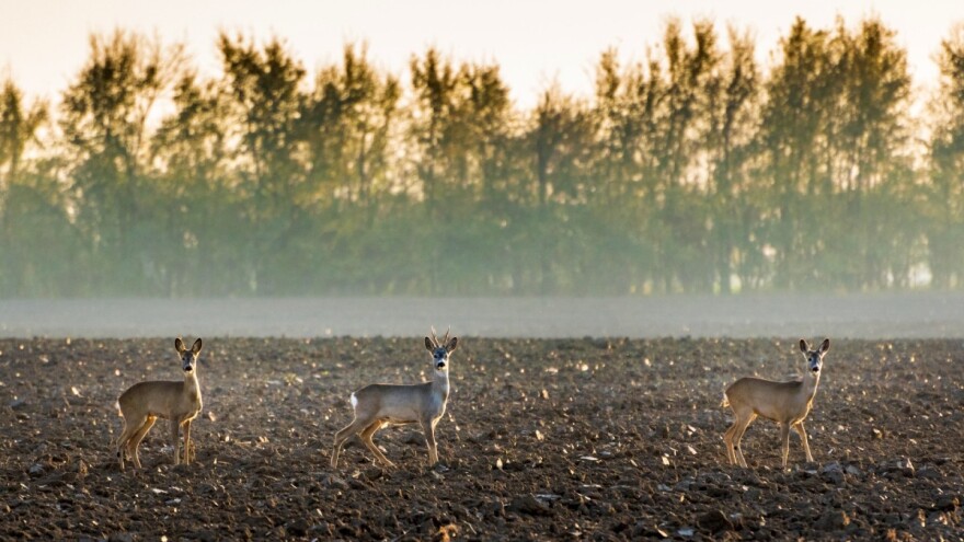 Divljač i sitni glodari zimi opasni po mlade voćnjake i usjeve žita
