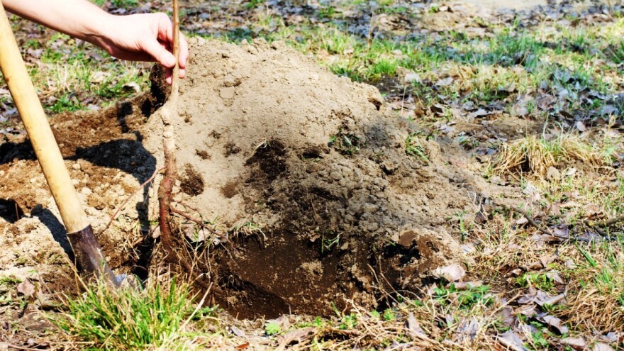 Prednosti i mane prolećne sadnje voćaka