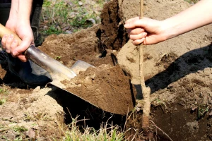 Prolećna sadnja voćaka - kakve sadnice odabrati?