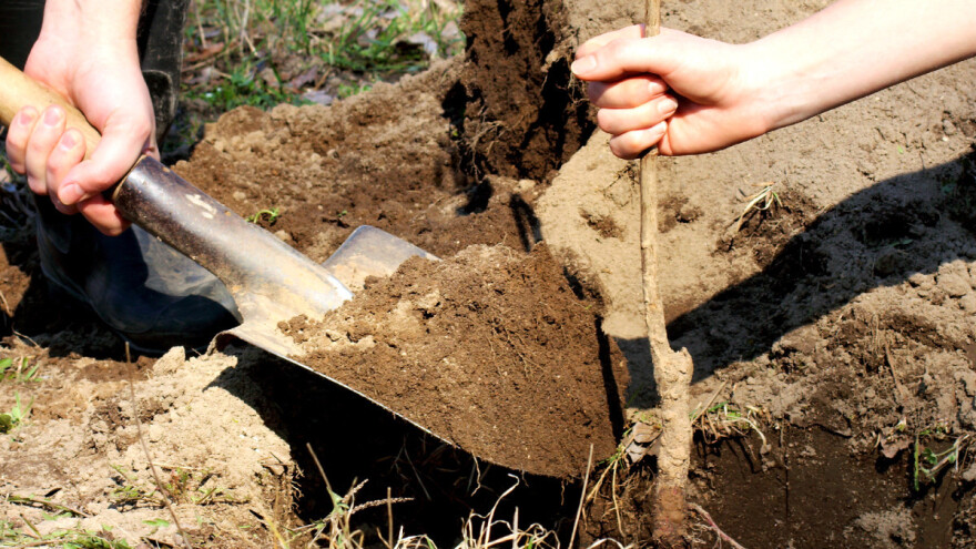 Proljetna sadnja voćaka - kakve sadnice odabrati?