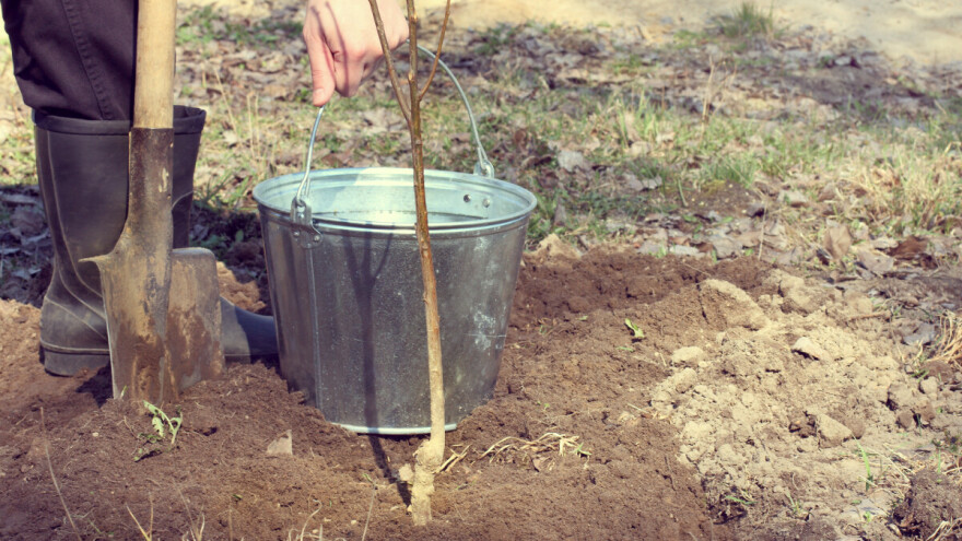 Kako posaditi voćke - od pripreme zemlje do zaštite sadnice