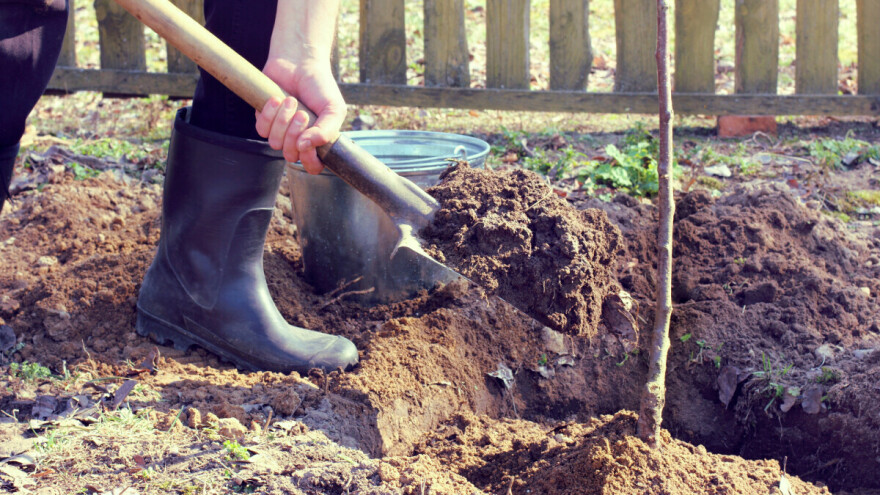 Sadnja voća: Prije početka, namočite korijen kako bi se aktivirao