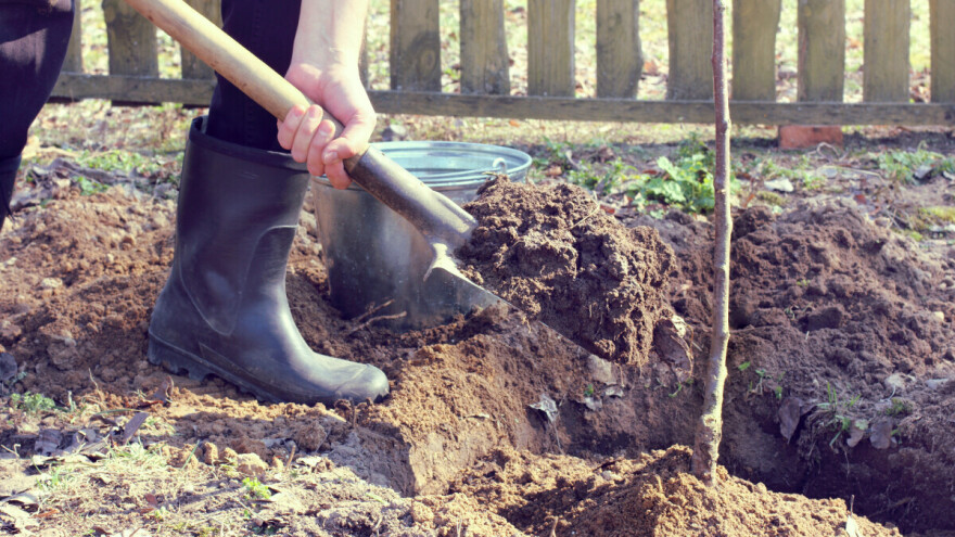 Sadnja voćaka - obavite je pred kraj zime