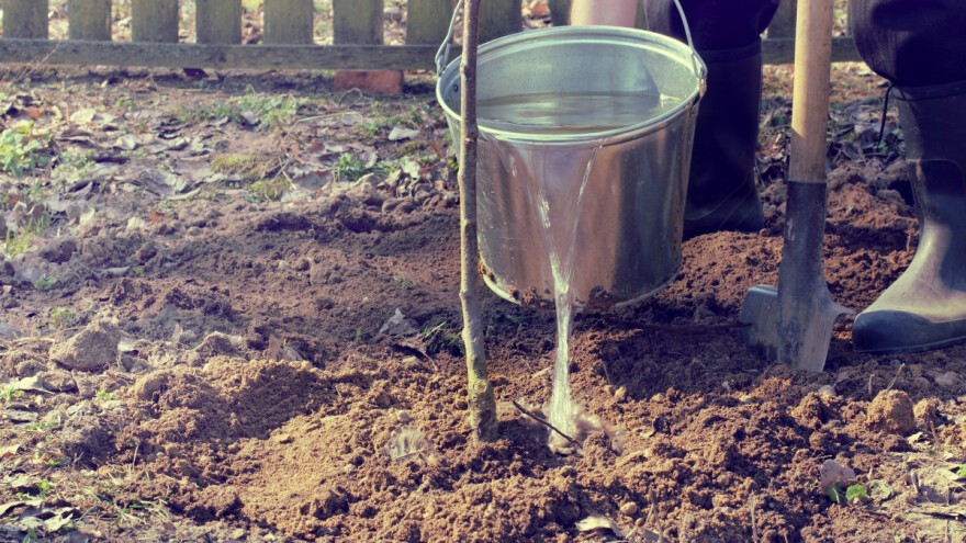 Trešnju posadite poslije opadanja lišća, a prije zimskog mraza