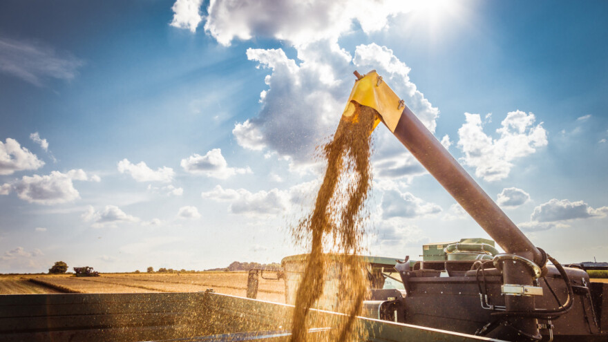 Blagi rast cena pšenice sa obe strane Atlantika - šta ga je uzrokovalo?