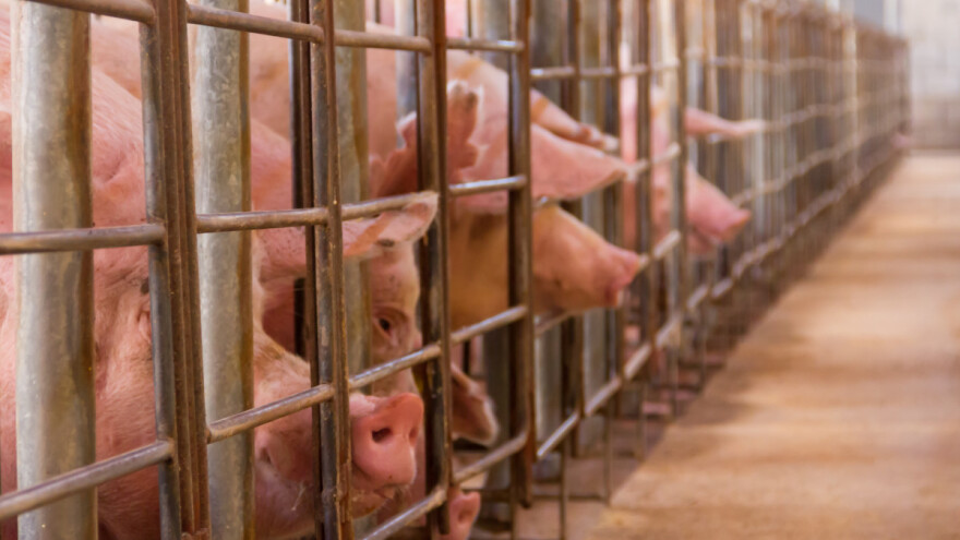 Svinjogojci na razgovoru u Ministarstvu zatražili dodatnu financijsku pomoć